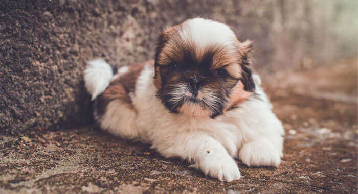 Shih Tzu Puppy Brown & Black in Ayodhya