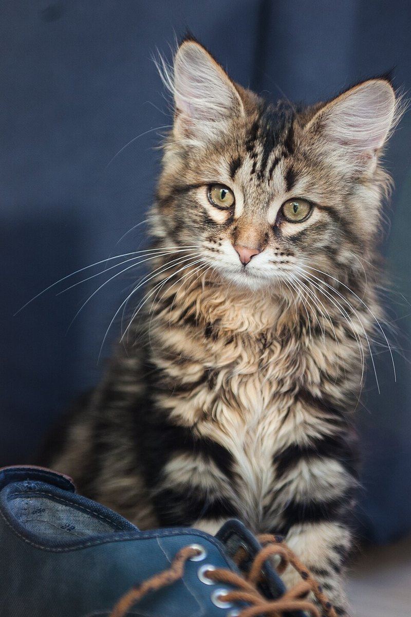 Siberian Kitten for sale in Dharuhera St