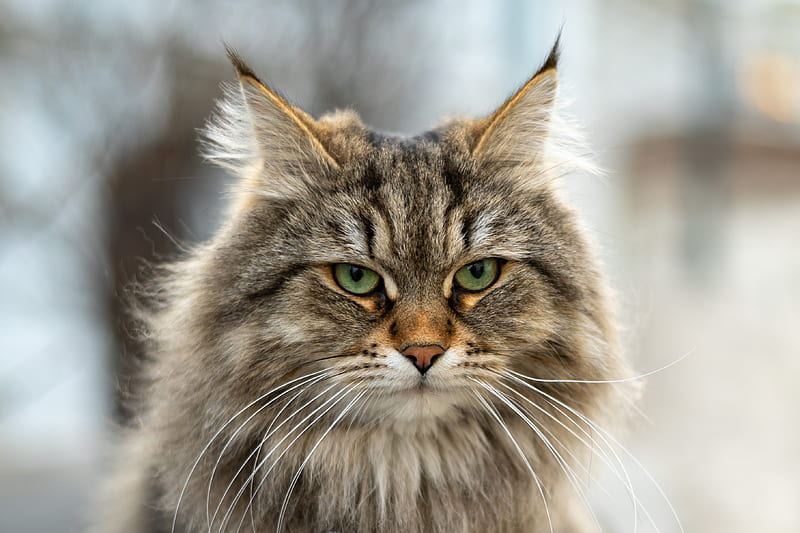 Siberian Kitten in Bongaigaon