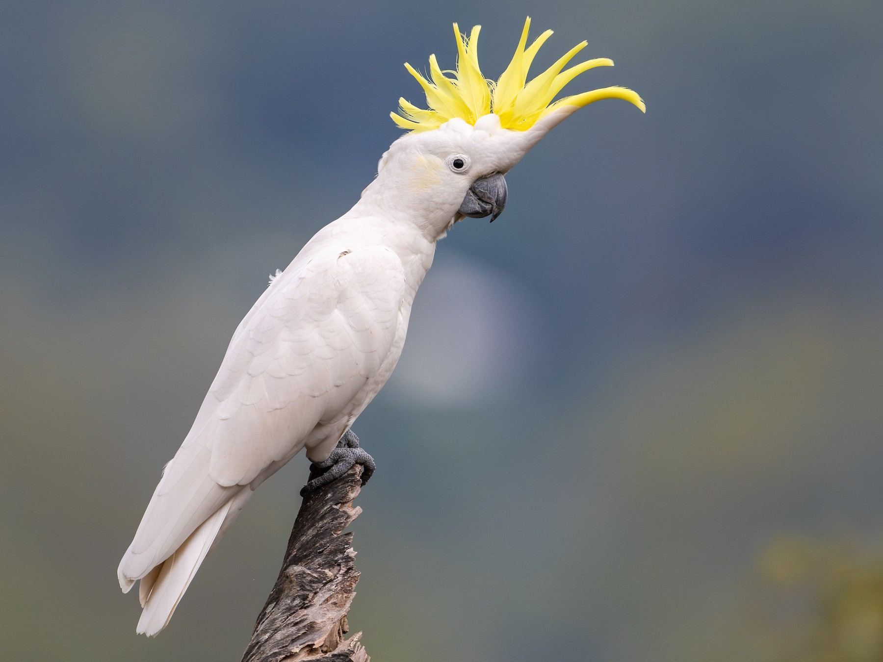 Sulphur Crested Cockatoo in Ayodhya