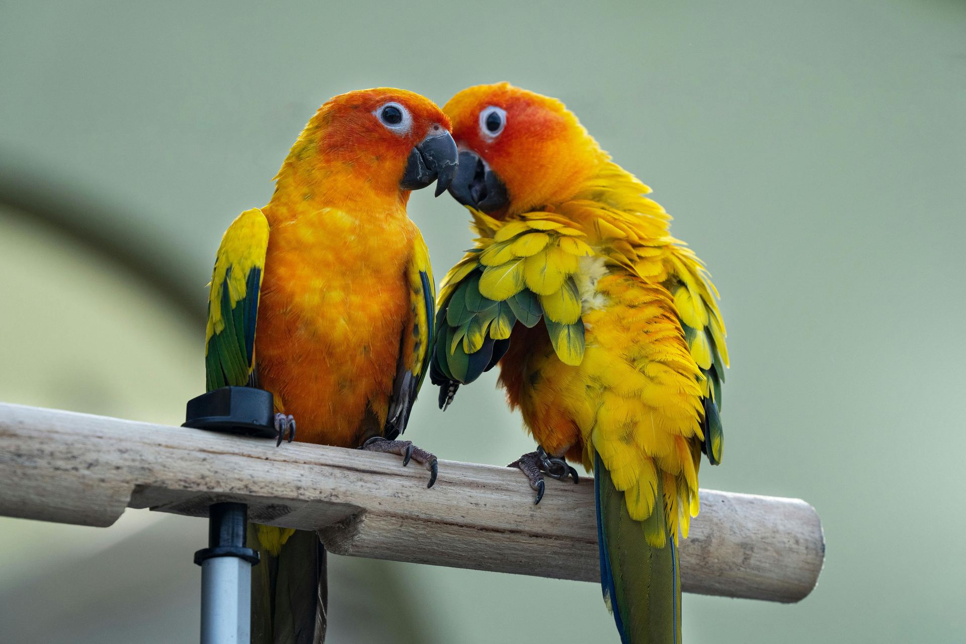 Sun Conure - Sun Conure
