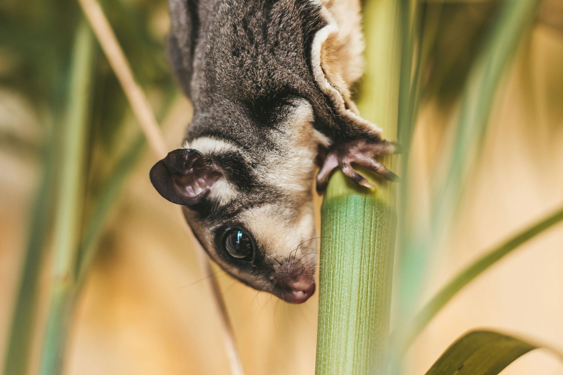 Sugar Glider | Grey - Sugar Glider | Grey (Small Animals & Exotic Pets) - in BengaluruSugar Glider | Grey, a Sugar Glider | Grey in Bengaluru