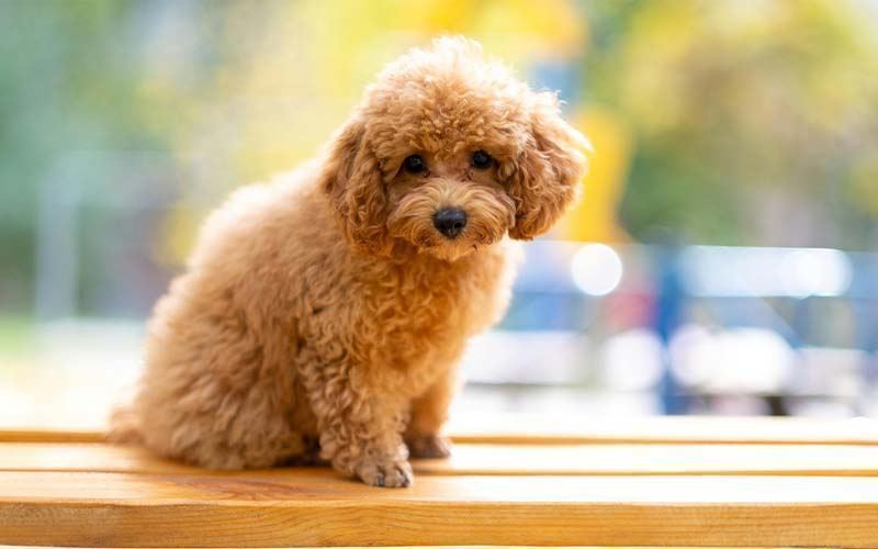 Toy Poodle Puppy in Ayodhya