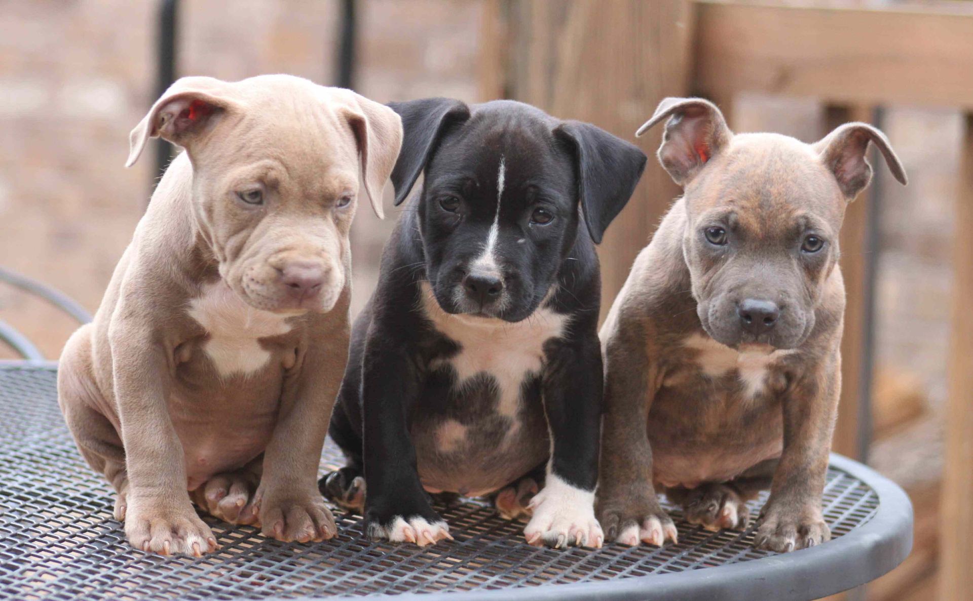 Pitbull Terrier Puppy available in Devadurga