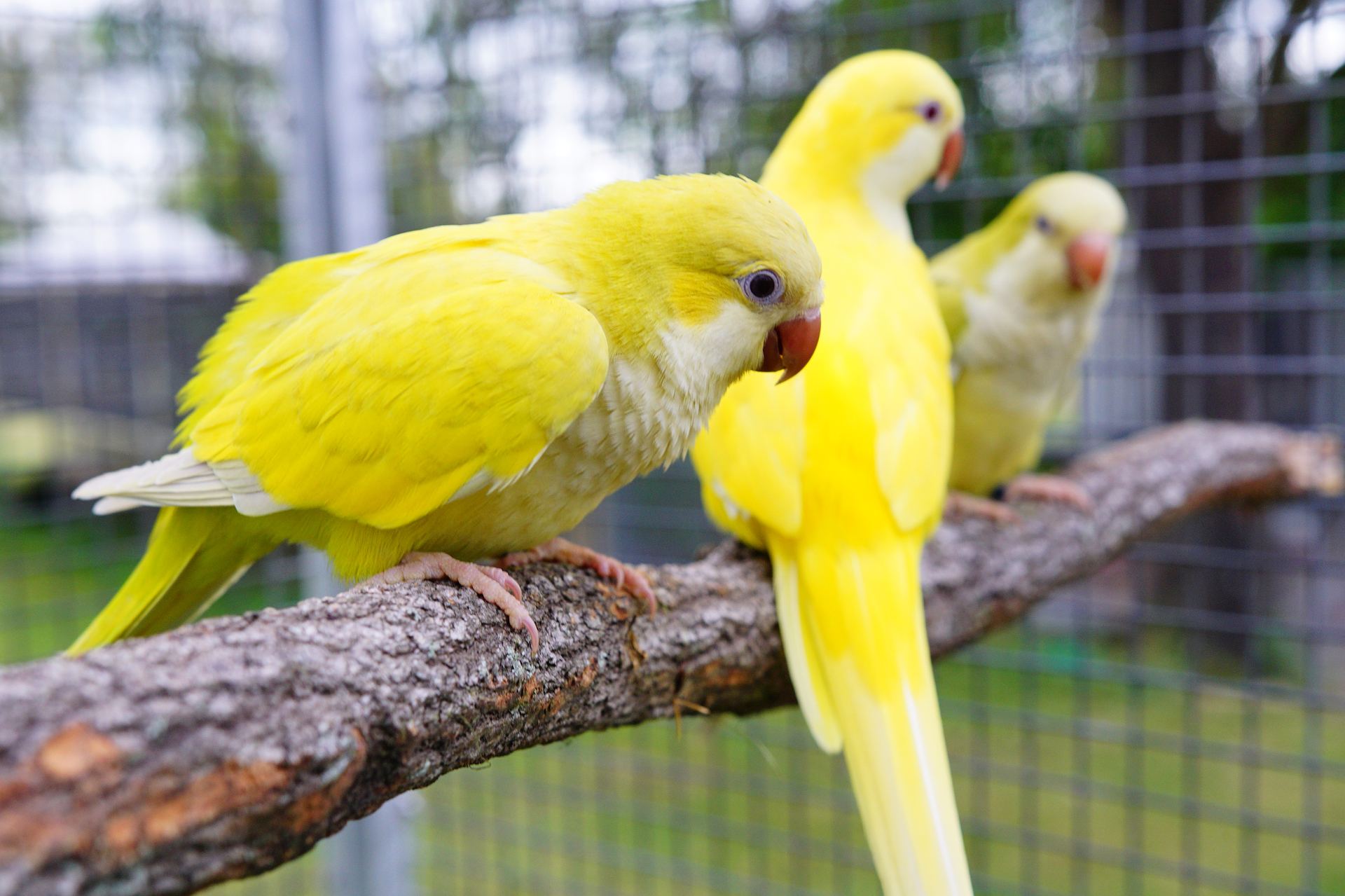 Yellow Monk | Lutino Quaker Parrot - Yellow Monk | Lutino Quaker Parrot