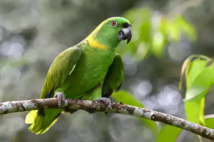 Yellow Naped Amazon in Ayodhya