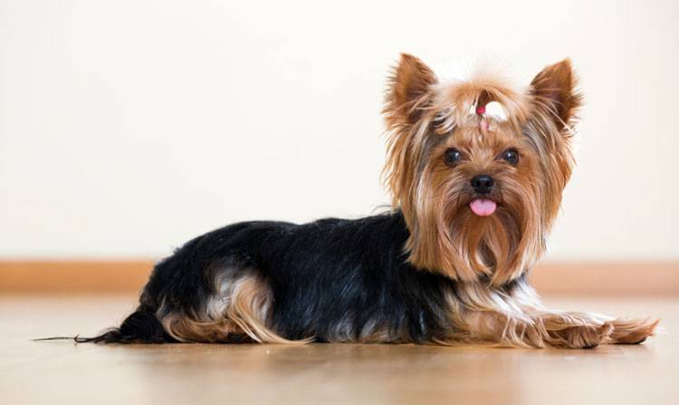Yorkshire Terrier Puppy in Ayodhya
