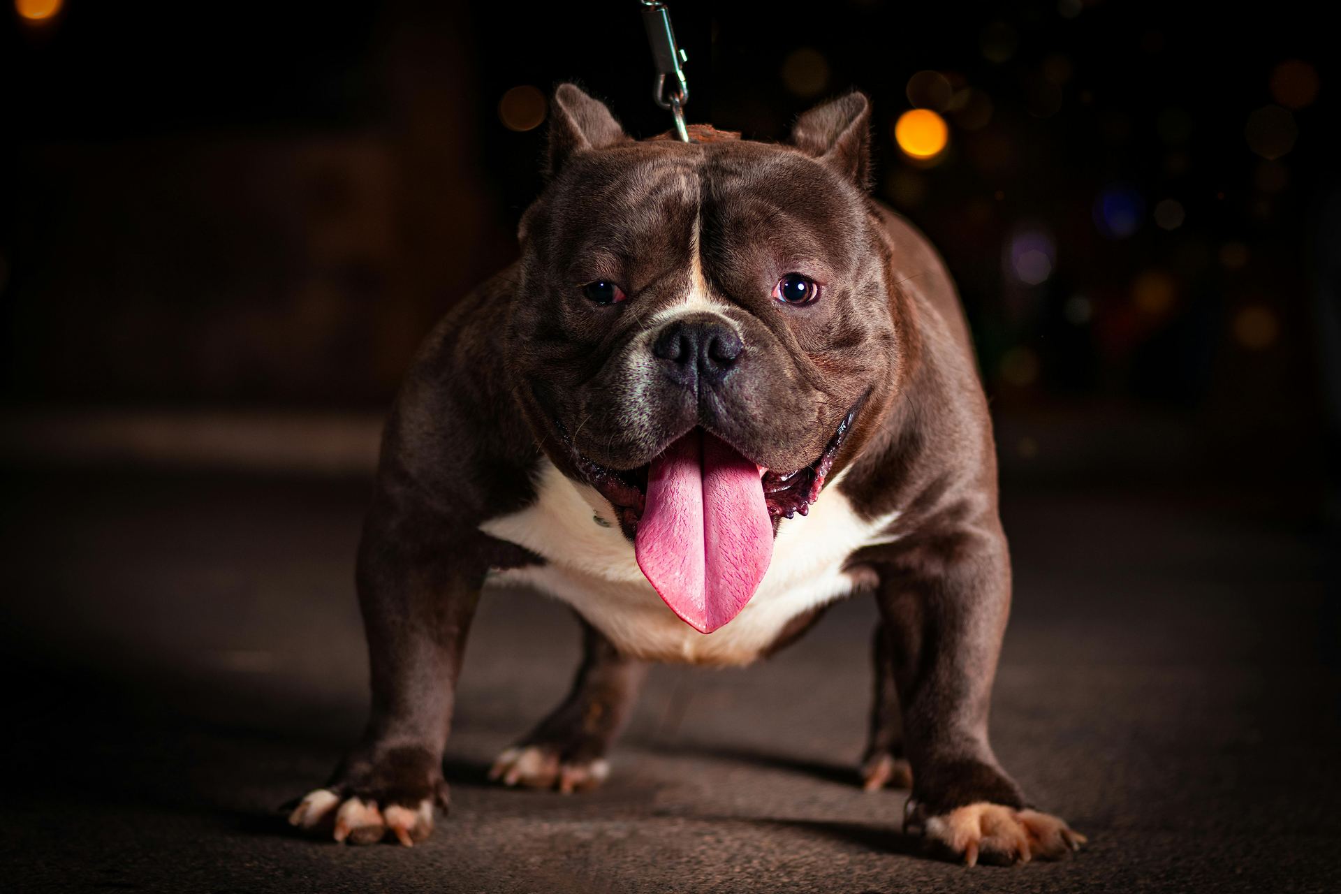 American Bull Dog | Pocket Size breeder in Pathardi - Photo 3