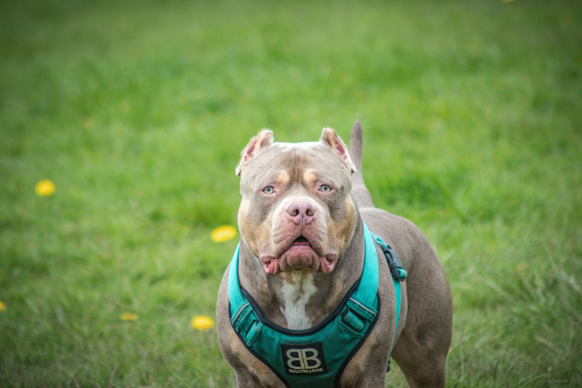 American Bull Dog | Pocket Size puppy or kitten in Pathardi - Photo 1