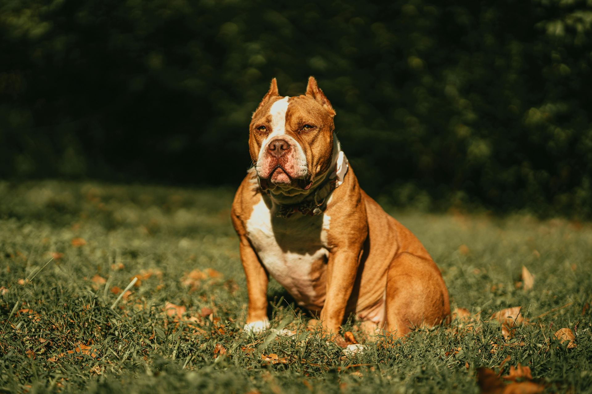 American Bull Dog | Pocket Size for sale in Pathardi, Maharashtra - Photo 2