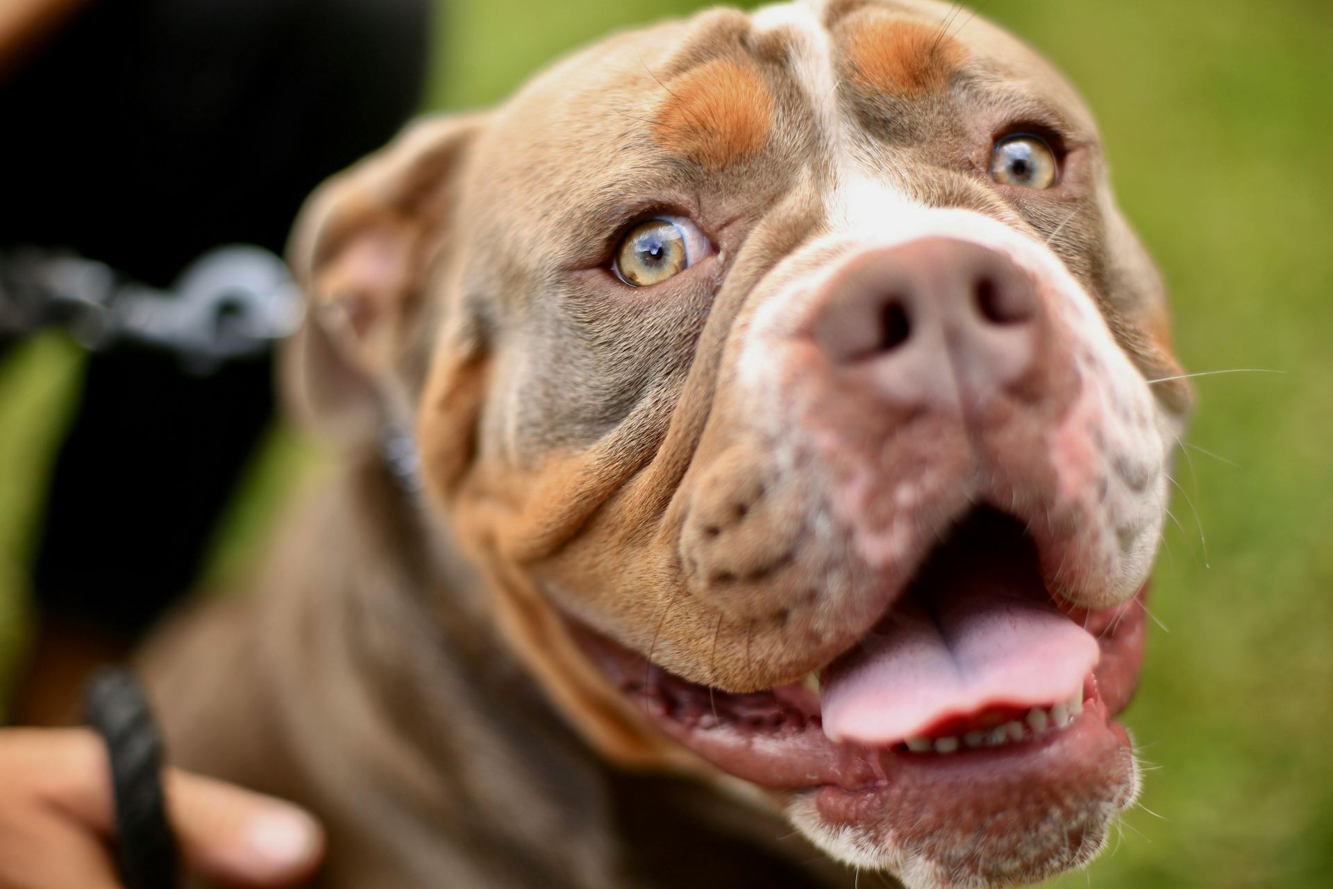 American Bully | Standard Size Puppy in Ayodhya