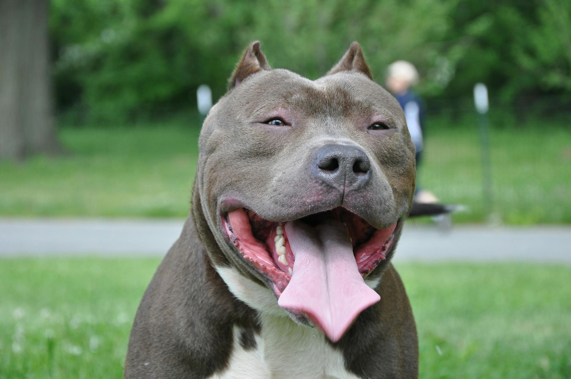 American Bully | Standard Size Puppy in Sundargarh