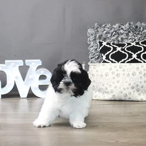 Healthy Shih Tzu | Black & White Color named Shih Tzu | Black & White available in Gurgaon