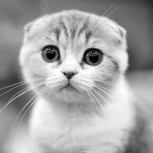 Healthy Scottish Fold Kitten named Scottish Fold Kitten available in Coimbatore