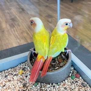 Healthy Sun Cheek Conure named Sun Cheek Conure available in Mohali