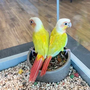 Healthy Sun Cheek Conure named Sun Cheek Conure available in Mohali