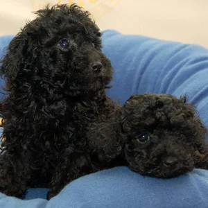 Healthy Toy Poodle Puppy named Toy Poodle Puppy | Black Color available in Mohali