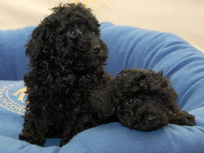 Toy Poodle Puppy | Black Color