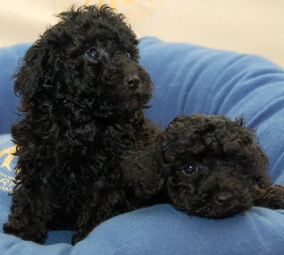 Healthy Toy Poodle Puppy Toy Poodle Puppy | Black Color available for doorstep delivery