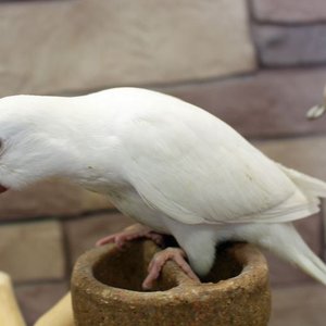 Healthy Albino Monk named Albino Monk | Nearby Pets India available in Bangalore