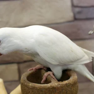 Healthy Albino Monk named Albino Monk | Nearby Pets India available in Bangalore