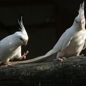 Healthy Cockatiel | Albino named Albino Cockatiel available in Gurgaon