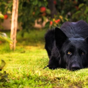 Healthy German Shepherd Puppy | Z Black named German Shepherd | Pure Black available in Gurgaon