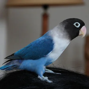 Healthy African Love Birds named African Love Birds | Violet Mask available in Gurgaon