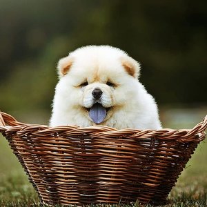 Healthy Chow Chow Puppy | Cream Color named Chow Chow Puppy | Cream Color available in Gurgaon