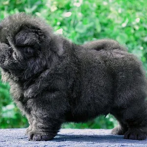 Healthy Chow Chow Puppy | Black Color named Chow Chow Puppy | Black Color available in Gurgaon