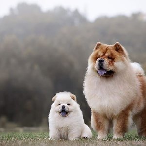 Healthy Chow Chow Puppy | White Color named Chow Chow Puppy | White Color available in Gurgaon