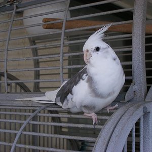 Healthy Cockatiel | White Face named Cockatiel White Face available in Gurgaon