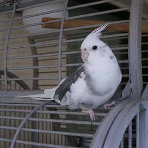 Healthy Cockatiel | White Face named Cockatiel White Face available in Gurgaon