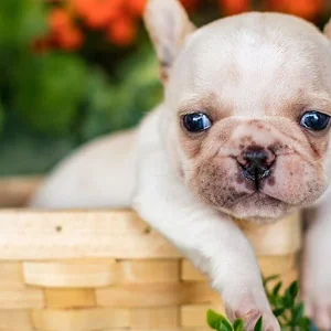 Healthy French Bulldog Puppy | White named French Bulldog | White available in Gurgaon