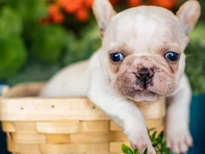 French Bulldog | White