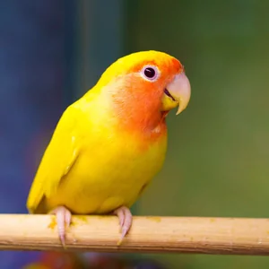 Healthy African Love Birds | Yellow & Orange named African Love Birds Yellow & Orange available in Gurgaon