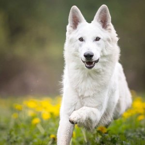 Healthy German Shepherd Puppy | Pure White named German Shepherd | Pure White available in Gurgaon