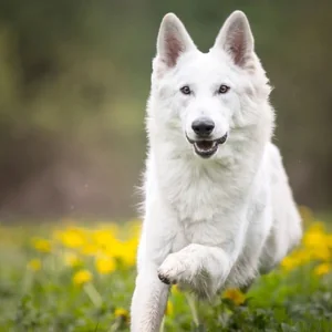 Healthy German Shepherd Puppy | Pure White named German Shepherd | Pure White available in Gurgaon