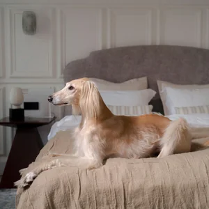 Healthy Afghan Hound Puppy named Afghan Hound Puppy available in Mohali