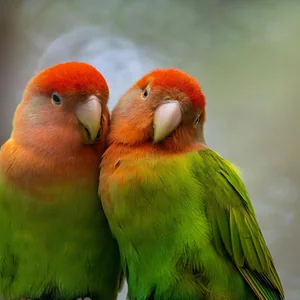 Healthy African Love Birds named African Love Birds available in Mohali