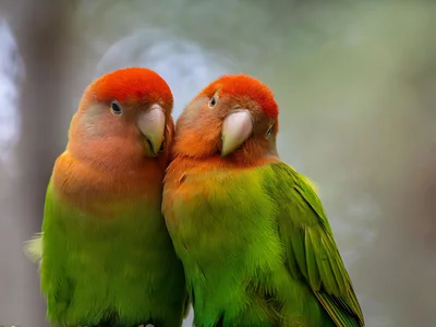 African Love Birds