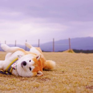 Healthy Akita Inu Puppy named Akita Inu Puppy available in Mohali