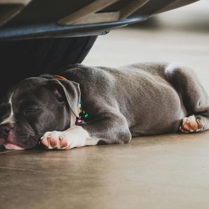 Healthy American Bully Pocket Size Puppy named American Bully Pocket Size Puppy available in Mohali