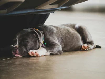 American Bully Pocket Size Puppy