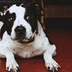 Healthy American Bully Standard Size Puppy named American Bully Standard Size Puppy available in Mohali