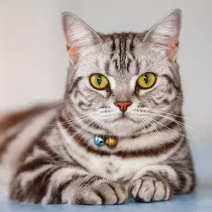 Healthy American Short Hair Kitten named American Short Hair Kitten available in Mohali