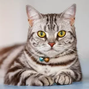 Healthy American Short Hair Kitten named American Short Hair Kitten available in Mohali