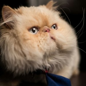 Healthy Persian Kitten (Punch Face) named Persian Kitten (Punch Face) available in Kharar