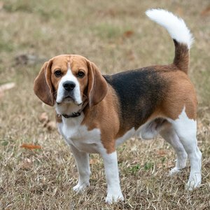 Healthy Beagle Black & Tan Puppy named Beagle Black & Tan Puppy available in Mohali