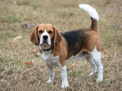 Beagle Black & Tan Puppy